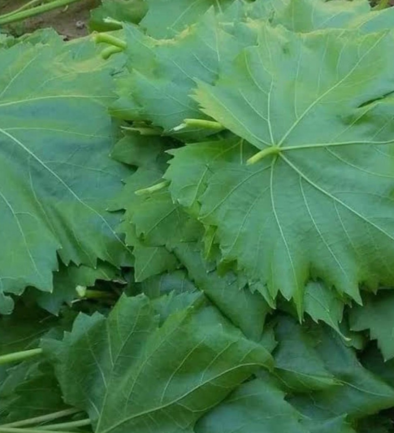 Weinblätter Sarma
